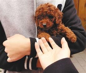 天涯爆料泰迪视频下载,泰迪视频下载事件揭秘  第1张