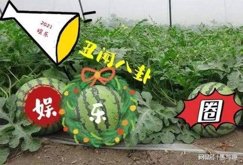 娱乐吃瓜大瓜,独家揭秘明星们的幕后故事 第3张 娱乐吃瓜大瓜,独家揭秘明星们的幕后故事 第3张