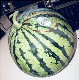 最近网红吃瓜是怎么回事,揭秘近期热门事件背后的真相 第1张 最近网红吃瓜是怎么回事,揭秘近期热门事件背后的真相 第1张