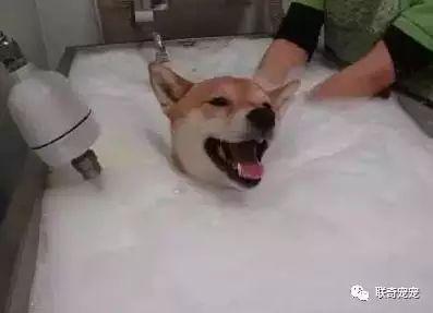 二狗爆料小肥皂视频,小肥皂视频背后的惊人真相 第1张 二狗爆料小肥皂视频,小肥皂视频背后的惊人真相 第1张